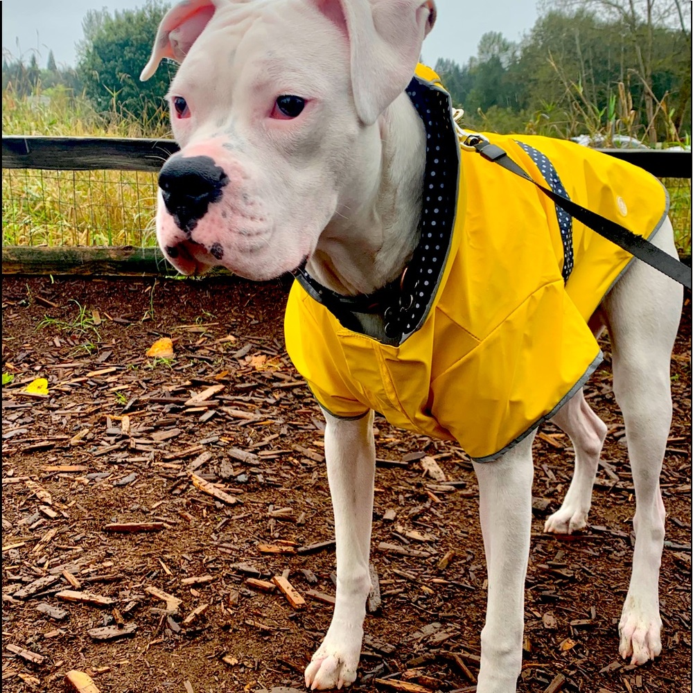 Dog reversible rain jacket